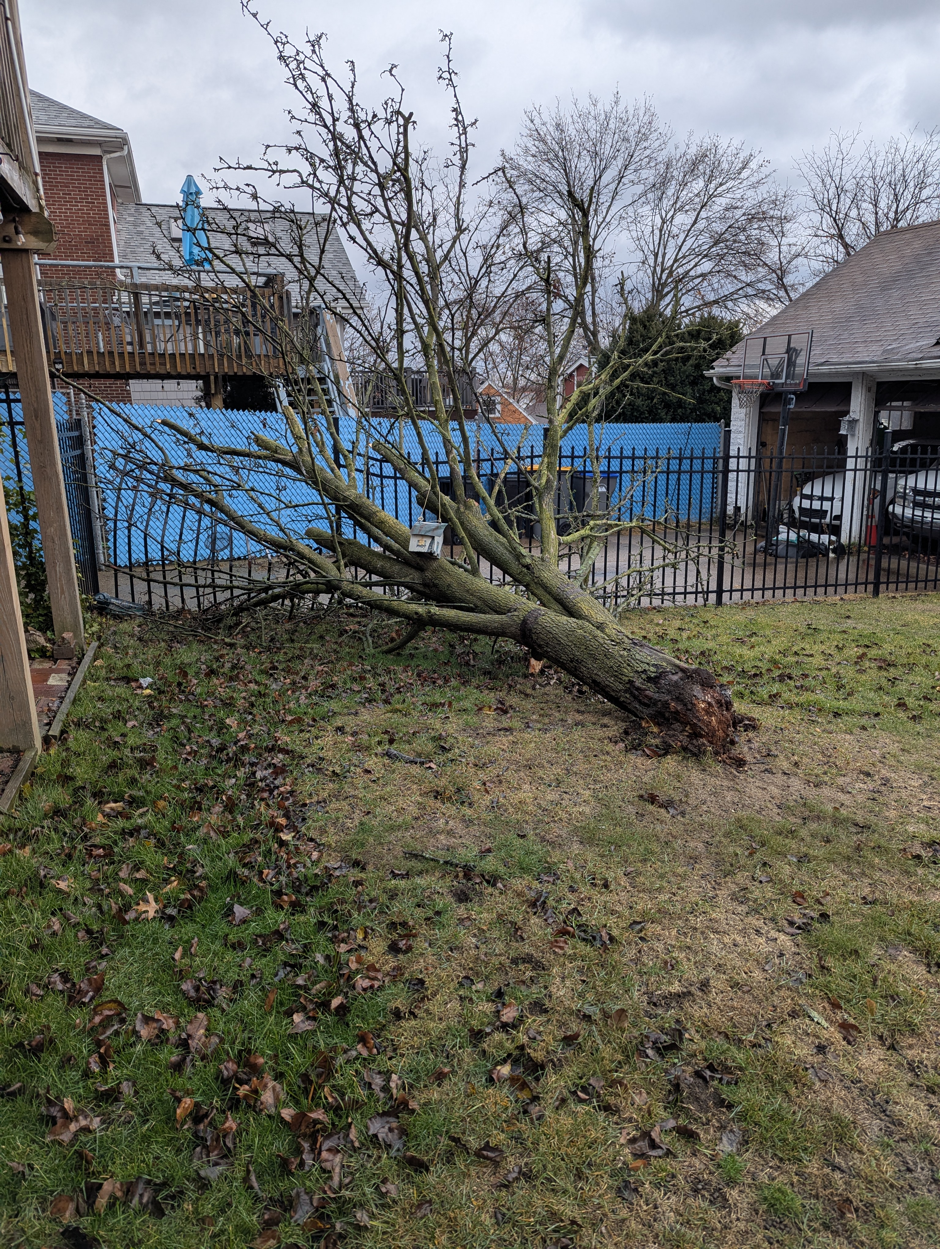 a fallen tree